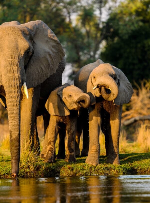 Closeup shot of elephants standing near the lake at sunset