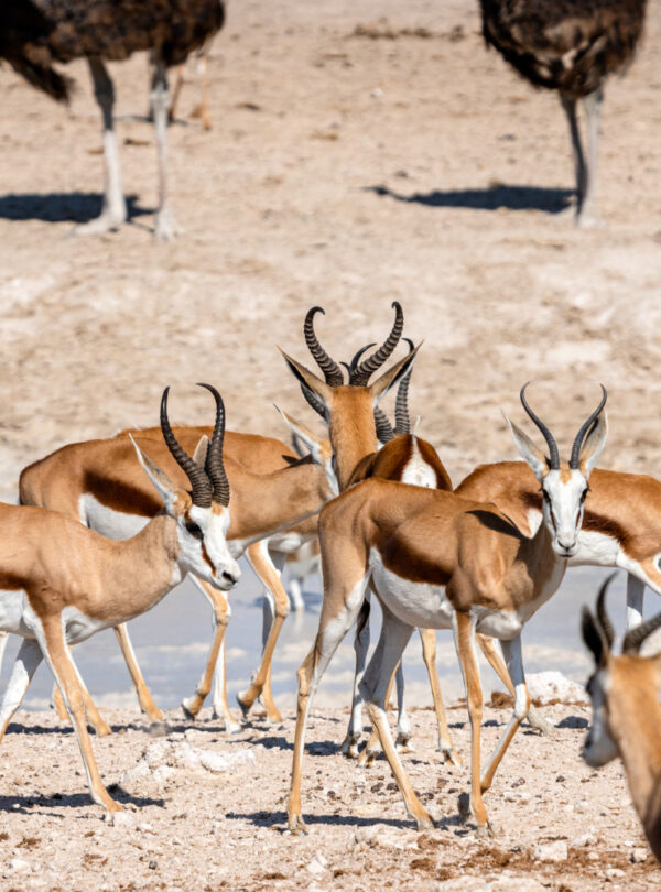 herd-springboks-antelopes-ostriches-waterhole-okaukuejo-etosha-national-park-namibia